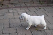 Male and Female Golden Retriever Puppies Available