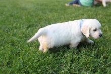 Male and Female Golden Retriever Puppies Available