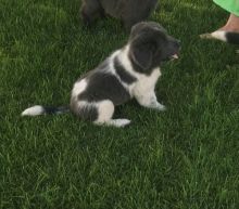 Newfoundland Puppies For free adoption