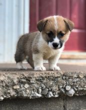 Pembroke Welsh Corgi for Rehoming