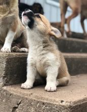 Pembroke Welsh Corgi for Rehoming