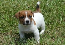 Pure-bred Jack Russell Terrier