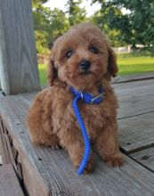 Rescue & Adoption: Adopt a Poodle