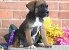 Stunning Cane Corso Puppies