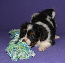 Stunning Papillon Puppies For Adoption