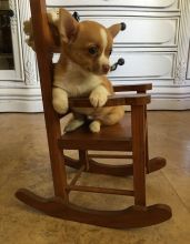 Two Chihuahua Puppies For Re-homing