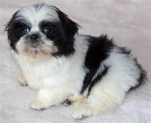 Very Playful Shih Tzu Puppies for Sale