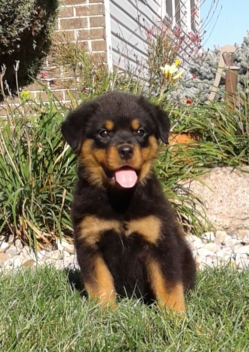 11 weeks old Rottweiler Puppies for Adoption Image eClassifieds4u