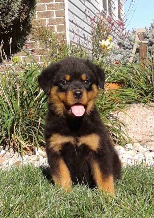 11 weeks old Rottweiler Puppies for Adoption Image eClassifieds4u