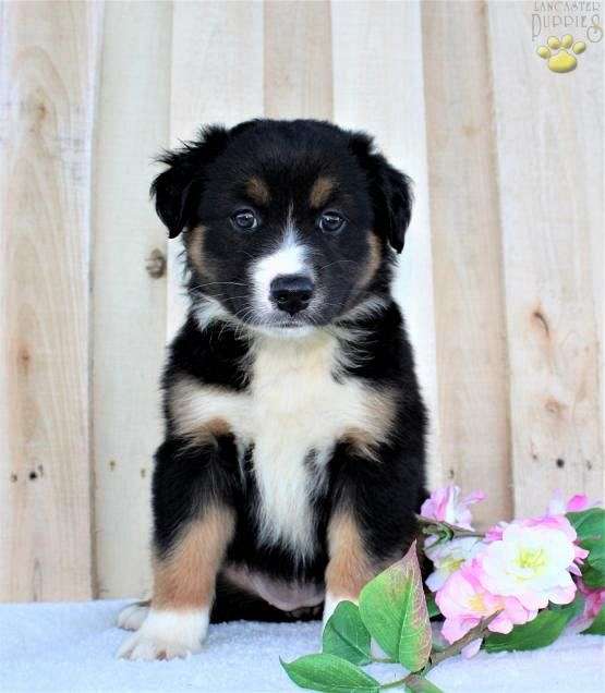 Blue-Eyed,Black and white Australian shepherd! puppies FREE!!Send us a message Image eClassifieds4u