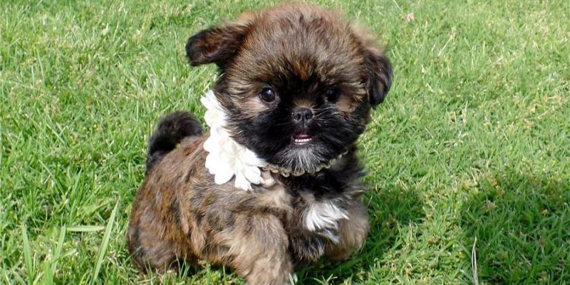 Brussels Grifon Puppies for adoption Image eClassifieds4u