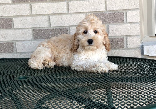 Gorgeous apoo Puppies! Image eClassifieds4u