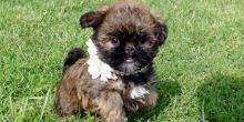 Brussels Grifon Puppies for adoption Image eClassifieds4U