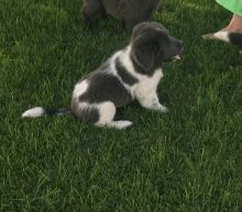 Newfoundland Puppies For free adoption Image eClassifieds4U