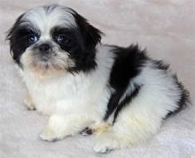 Very Playful Shih Tzu Puppies for Sale Image eClassifieds4U