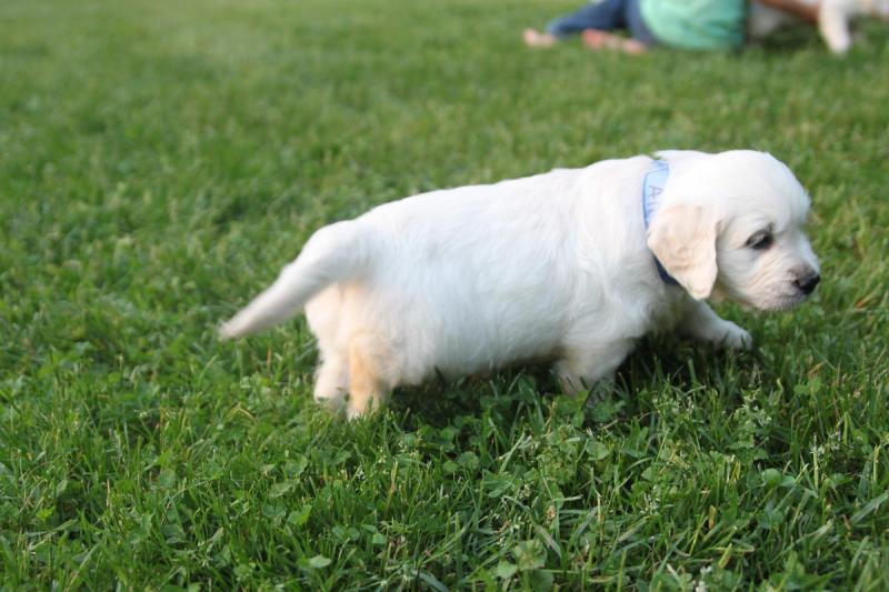 Male and Female Golden Retriever Puppies Available Image eClassifieds4u