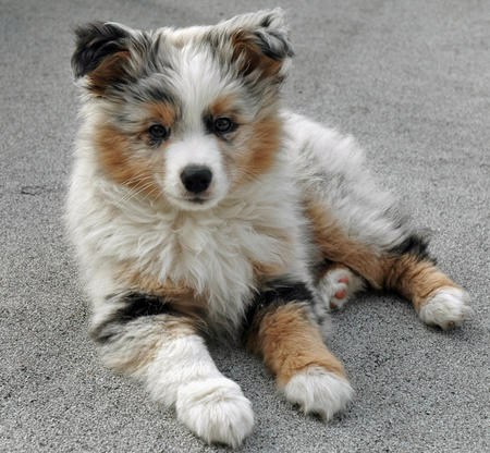 Quality Australian shepherd puppies Image eClassifieds4u