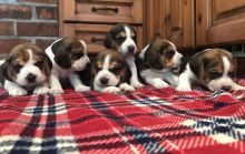 Beagle Puppies ( Boys & Girls ) Text : 470-499-4803