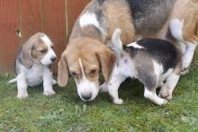 Beagle Puppies ( Boys & Girls ) Text : 470-499-4803