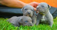 Blue nose American Pitbull terrier pups Available