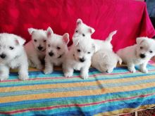 West Highland White Terrier Puppies