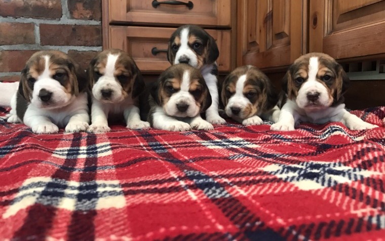 Beagle Puppies ( Boys & Girls ) Text : 470-499-4803 Image eClassifieds4u