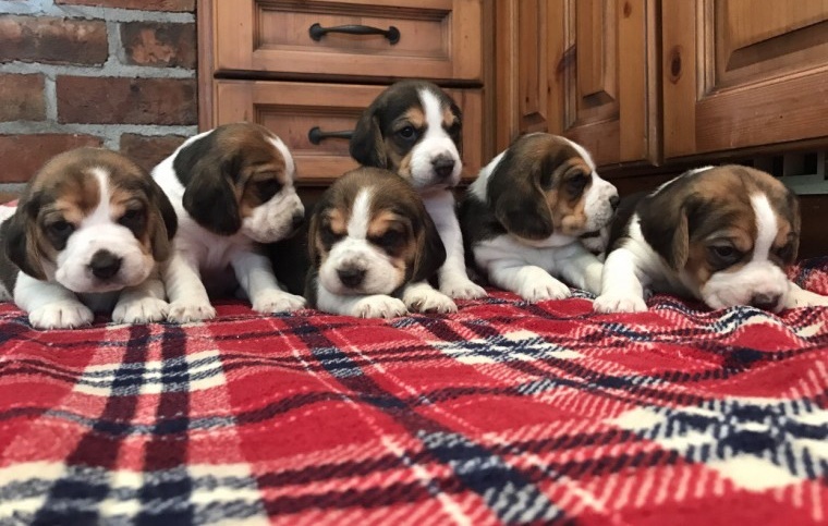 Beagle Puppies ( Boys & Girls ) Text : 470-499-4803 Image eClassifieds4u