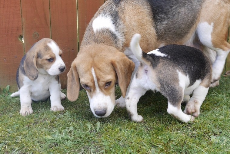 Beagle Puppies ( Boys & Girls ) Text : 470-499-4803 Image eClassifieds4u
