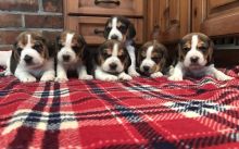 Beagle Puppies ( Boys & Girls ) Text : 470-499-4803 Image eClassifieds4u 2