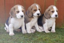 Beagle Puppies ( Boys & Girls ) Text : 470-499-4803 Image eClassifieds4u 2