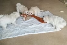 Stunning White Maltipoo Puppies Image eClassifieds4u 1