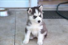 Siberian Husky Puppies available for new homes .