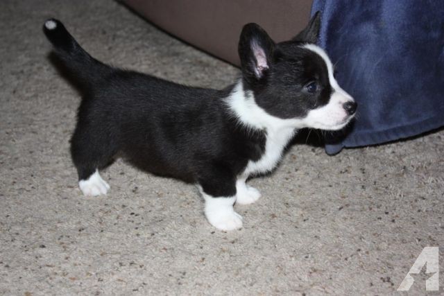 Cardigan Welsh Corgi puppies available Image eClassifieds4u
