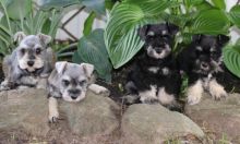Miniature Schnauzer Puppies- 2males/ 2 females