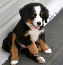 Bernese Mountain Puppies