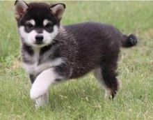 1 male and 2 female Alaskan Klee Kai puppies