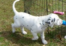 10 weeks old Dalmatian puppies.