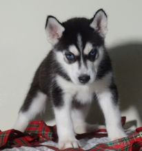 Adorable Blue Eyed Siberian Husky Puppies For free