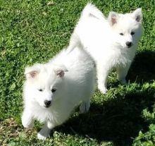 American Eskimo Puppies available