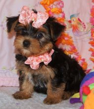 Angelic Teacup Yorkie Puppies