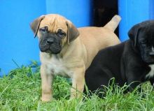 Boerboel puppies