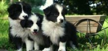 Border Collie Puppies