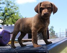 Chesapeake Bay Retriever puppies