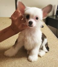 Chinese Crested Puppies available