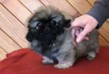 CKC registered Pekingese Puppies