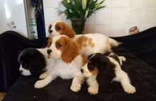 Cute Cavalier king charles spaniel Puppies available