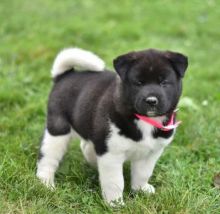Cute Purebred Akita Puppies Available