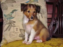 Cute Sheltie Pups