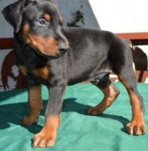 Doberman Pinscher Puppies For Adoption