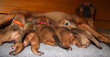 Exemplary Rhodesian Ridgeback puppies ready